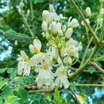 Moringa oleifera 花