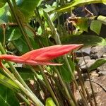 Syagrus vermicularis Flor