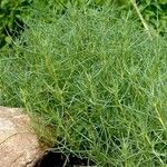 Salsola soda Hábito