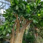 Cyphostemma currorii Vivejo