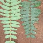 Zanthoxylum gilletii Лист