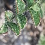 Astragalus stella Leaf