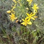 Bloomeria crocea Blüte