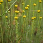 Santolina villosa Flor