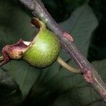 Bellucia grossularioides Fruit