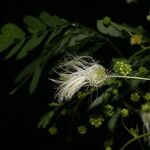 Zapoteca formosa Flor