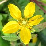 Chrysogonum virginianum Flower