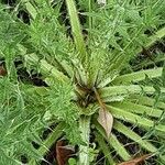 Cirsium ferox Bark