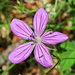 Geranium asphodeloides Кветка