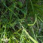 Achillea atrata Folha