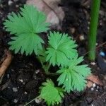 Alchemilla arvensis Лист