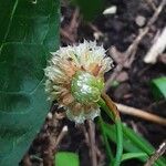 Armeria pseudarmeria Vili