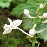 Calanthe triplicata फूल