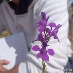 Delphinium ajacisBlüte