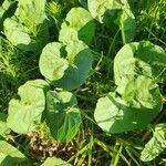 Ipomoea obscura Hoja