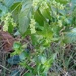 Mercurialis annua Habitus