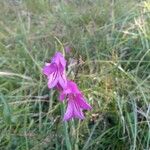 Gladiolus italicus Λουλούδι