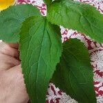 Campanula rapunculoides Leaf
