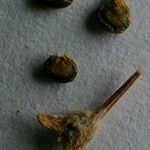 Atriplex pedunculata