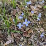 Houstonia caerulea Blüte