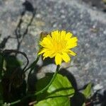 Crepis bellidifolia 花