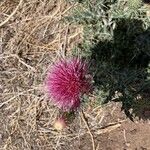 Cirsium arizonicum Flower