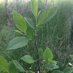 Styrax americanus Хабит