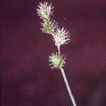 Carex festucacea