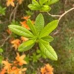 Rhododendron calendulaceum পাতা