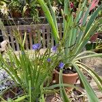 Aristea ecklonii Flower