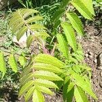 Rhus glabra Hoja