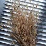 Triticum monococcum Likasa