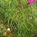 Cosmos bipinnatus Likasa