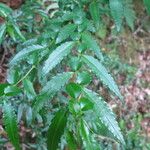 Azara lanceolata Blatt