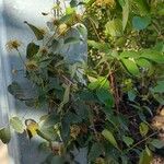 Clematis texensis Other