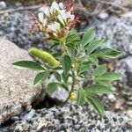 Cleome dodecandra Leaf