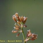 Coleanthus subtilis Fruit