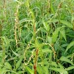 Persicaria hydropiper Flower