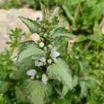 Lamium moschatum Flower