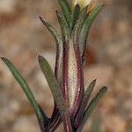 Linanthus dichotomus 花