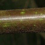Litsea monopetala പുറംതൊലി