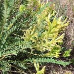 Astragalus alopecuroides Kukka
