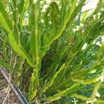 Baccharis trimera Лист