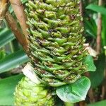 Costus dubius Fleur