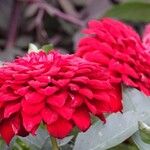 Dahlia pinnata പുഷ്പം