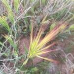 Bromus madritensis Blad