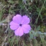 Eudianthe coeli-rosa Flower