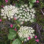 Imperatoria ostruthium Flower