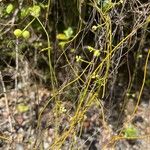 Cassytha filiformis Fruit