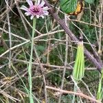 Tragopogon porrifolius Fruit